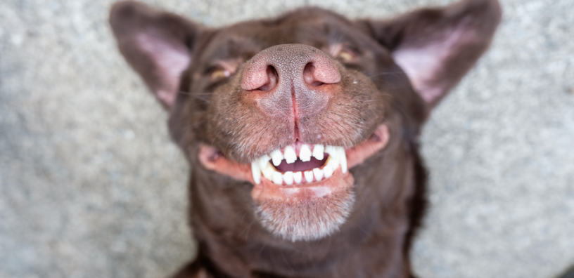 Dog Dental Health: Simple Steps to a Cleaner, Happier Mouth