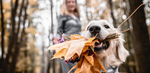 Golden Retriever dog holding fallen fall leaves outside
