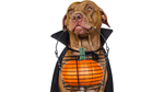 Sweet dog with a cape and holding a basket with a pumpkin inside