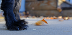 Close-up of dog paws and fall leaves