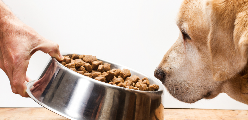 Descubriendo el secreto de la salud canina: ¿Es necesaria la comida para perros mayores?