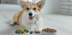 A cute Corgi lies down on the floor, smiling playfully at the camera, sitting behind two bowls of food - one with kibble and one with veggies.