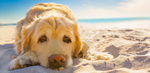 Golden Retriever dog relaxing on the beach