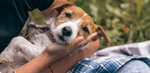 Pup parent soothing their Jack Russell Terrier puppy outside