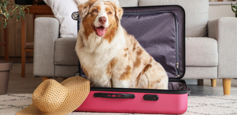 Back to Routine: Reset Your Dog’s Wellness After a Busy Summer