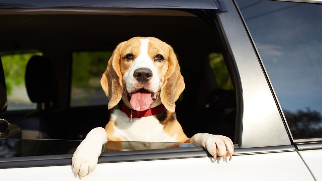 Road Trip Ready: 3 Reasons Your Dog’s Routine May Feel Off in the Car