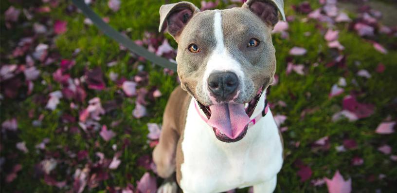 Training Made Easy: Sitting