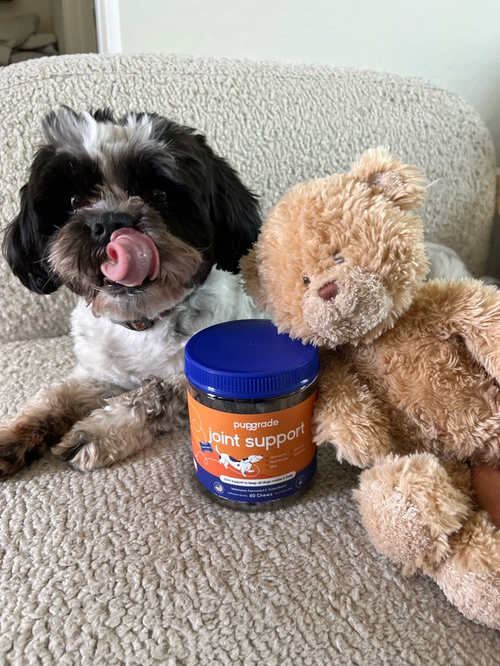 Black, white, and brown dog laying down with a jar of joint support and a stuffed animal.
