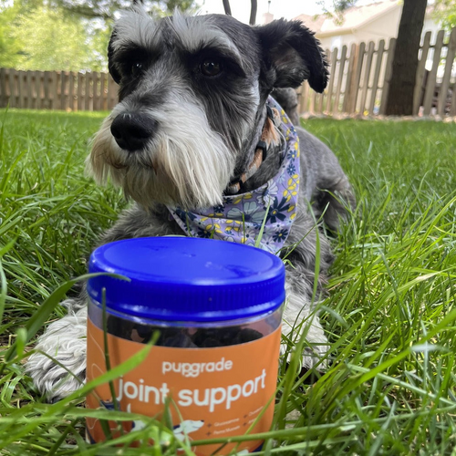 Dog in grass with a jar of joint support chews.