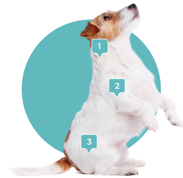 Healthy dog