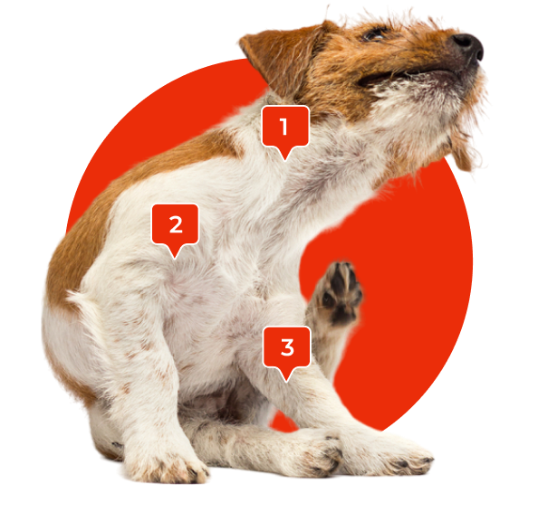 Itchy Dog