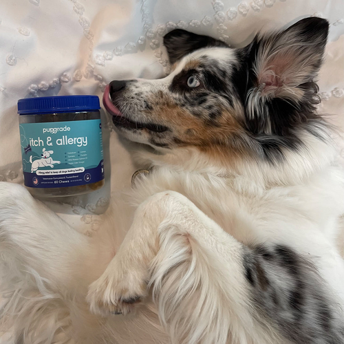 White, black, and brown dog laying down licking a jar of itch and allergy chews.