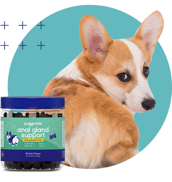 Dog with Anal Gland Chew Jar