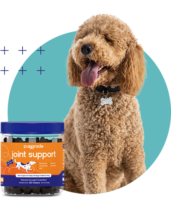 Dog with Joint Support Jar