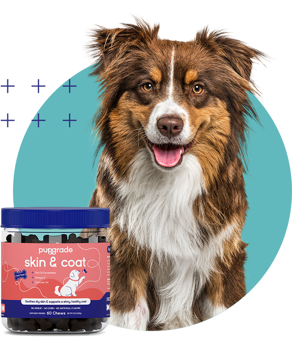 Dog with Skin & Coat Chew Jar