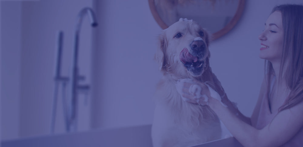 Dog being washed by woman