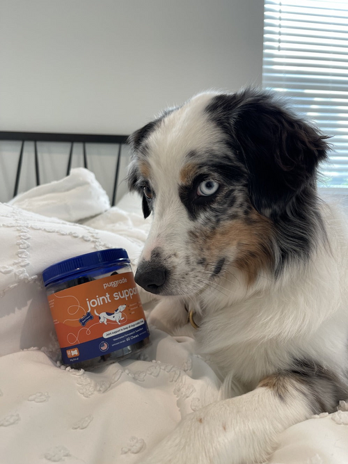 Black, white, and brown dog with a jar of joint support chews.