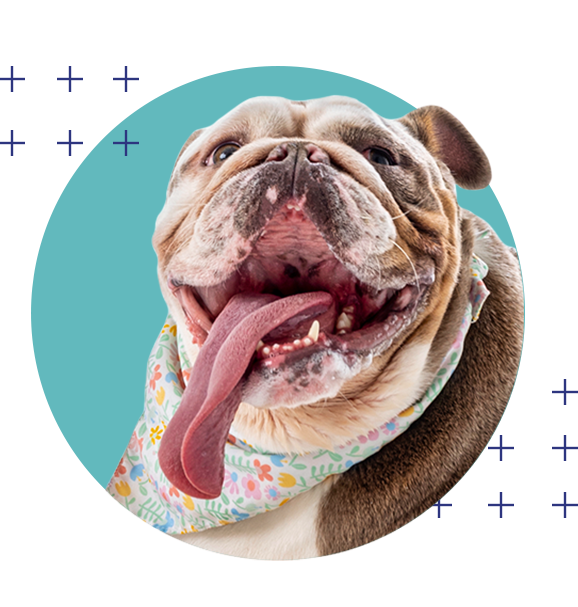 Brown and white dog with tongue out and blue background