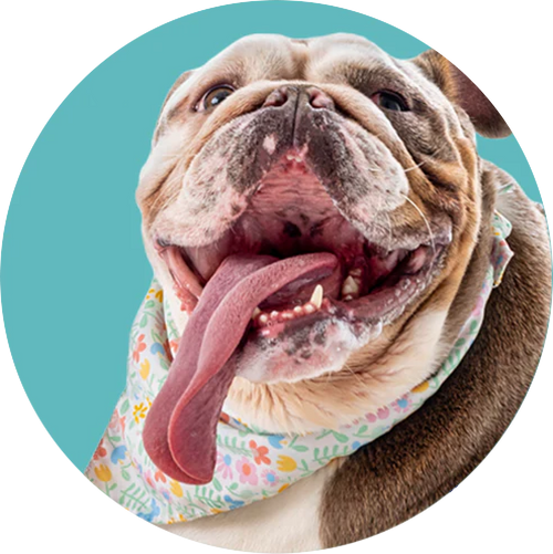 Brown dog with tongue out.