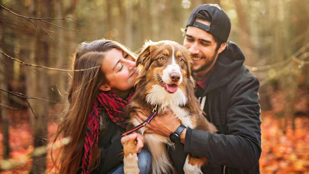 5 Fall Adventures to Enjoy with Your Dog