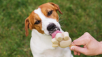 Terrier dog outside licking a pupsicle treat