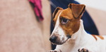 5 Ways Anxiety Affects Your Dog and How to Help