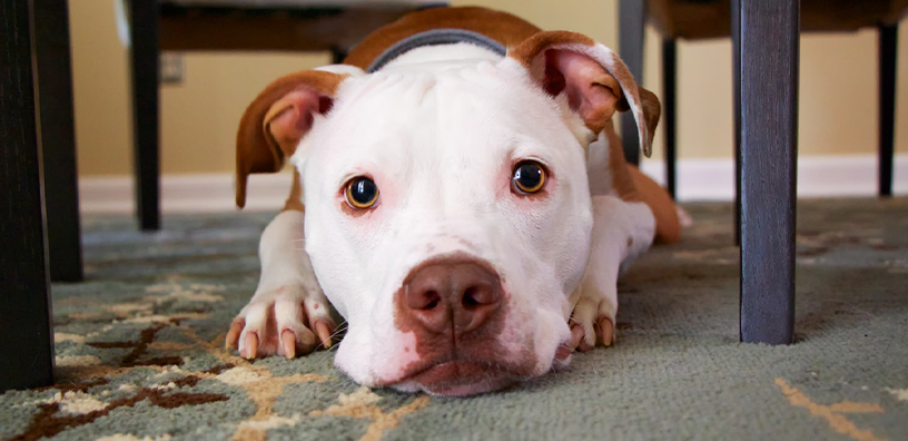 Stereotypes About Big Dogs You Need to STOP BELIEVING