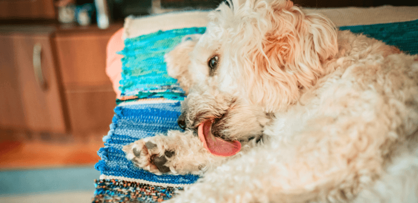 small dog chewing and licking its paw on a vibrant rug, highlighting normal canine grooming habits.