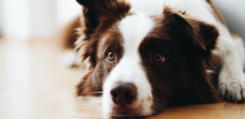 Can Dogs Eat Pasta?  Everything You Need to Know