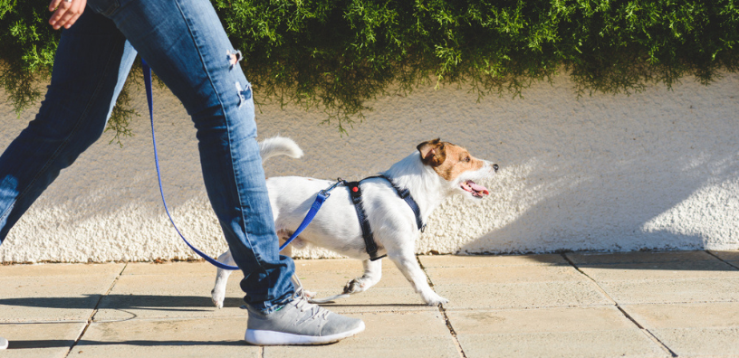 Here's What to Put Inside Your Dog Walking Bag