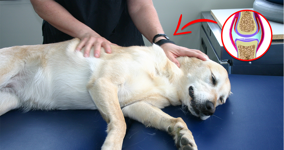 5 Early Warning Signs Of Dog Arthritis (& How To Prevent It)