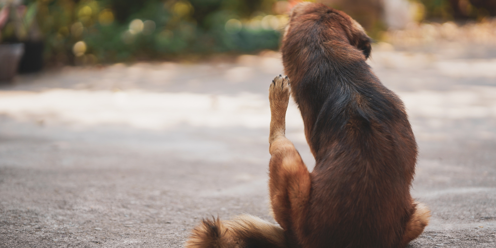 Close-up of itchy dog scratching himself from behind, sitting outside
