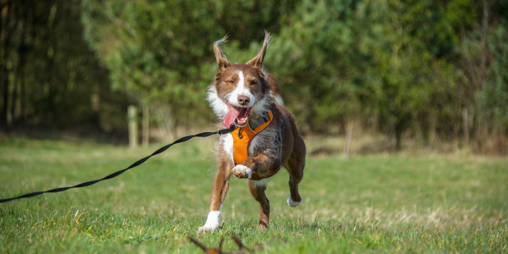 Young, playful dog running outside with a harness on and a leash, tongue out