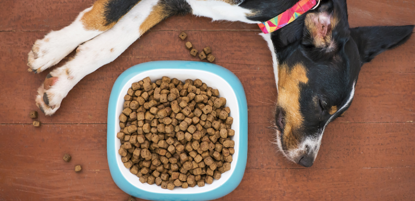 Unlocking the Secret to Dog Health: Is Senior Dog Food Necessary?