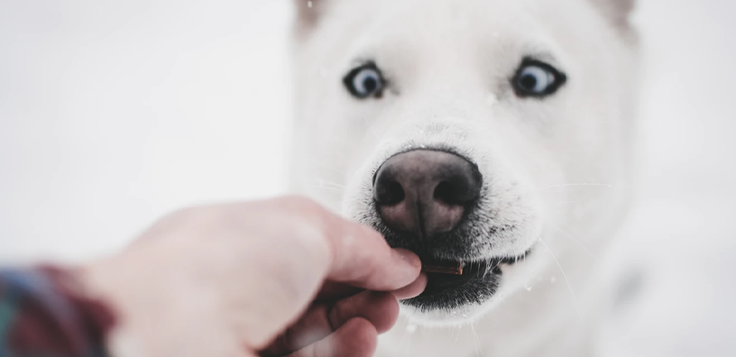 3 DIY Ingredient Dog Treats You Can Make Right Now
