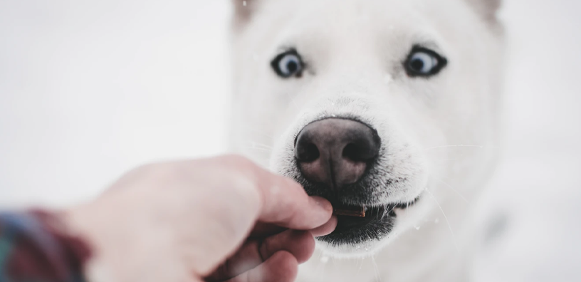 3 golosinas para perros que puedes preparar ahora mismo con ingredientes caseros