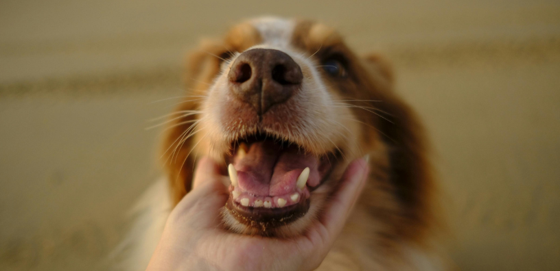 Cuidado dental para perros mayores: Cómo mantener la sonrisa brillante de tu mejor amigo