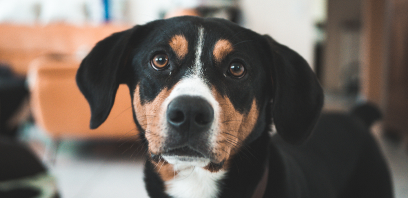 4 Tips For Naturally Soothing Your Dog’s Anxiety