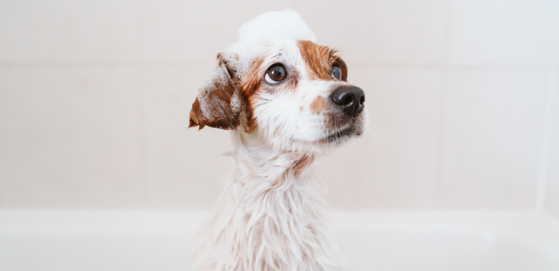 The Home Guide to Bathing Your Dog