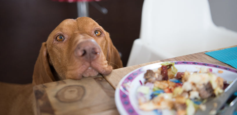 Can You Share Food With Your Pup?
