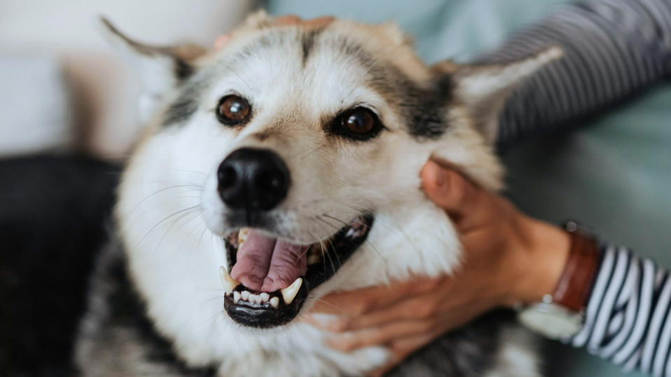 Close-up of a happy dog being gently held by owner, symbolizing overall health, vitality, and wellbeing.