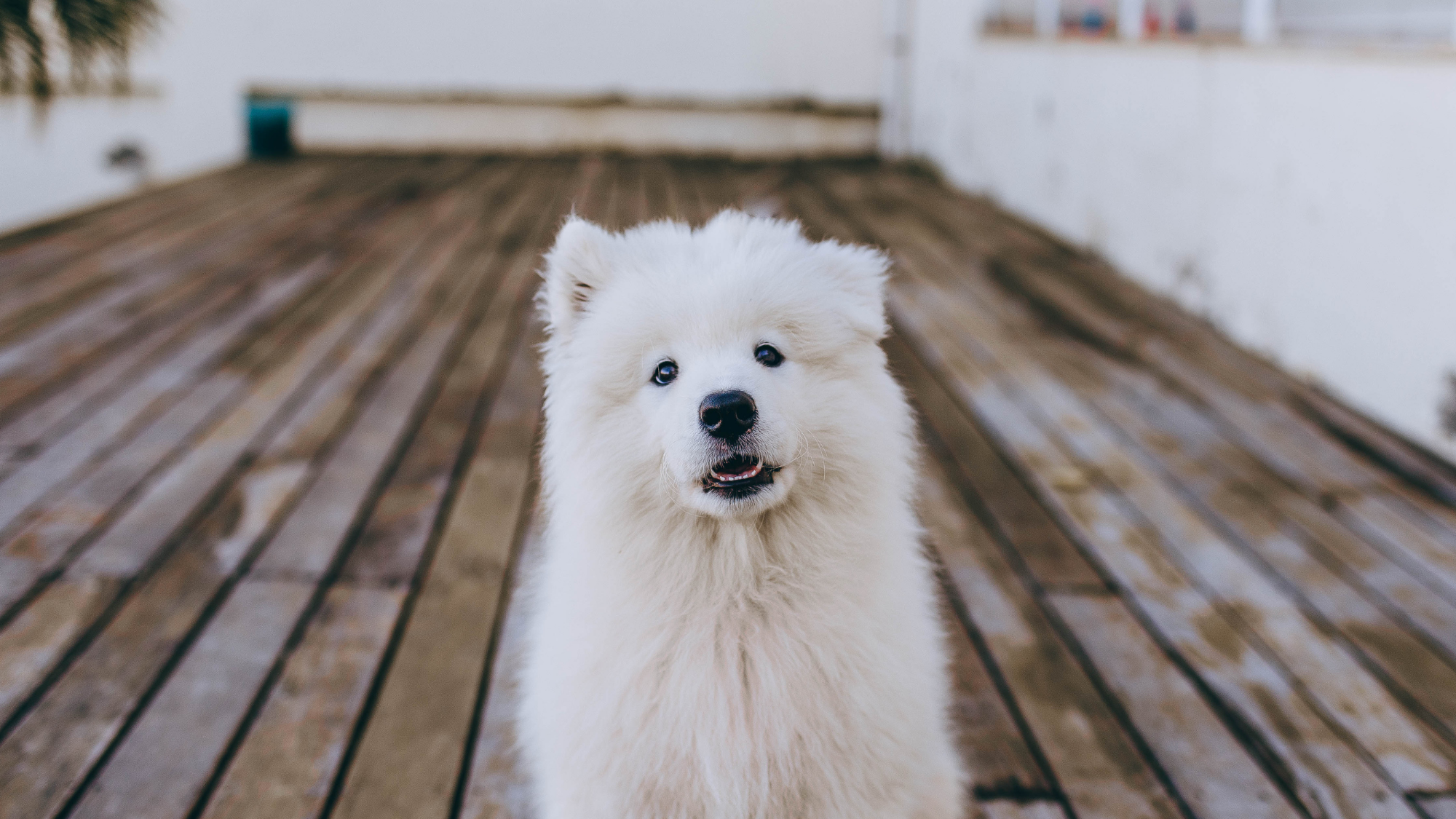 Fluffy white dog sitting outdoors on a wooden deck, looking up with a calm expression, representing a happy, healthy dog starting a daily wellness routine.
