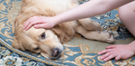 golden retriever laying on a rug, with the owner petting him