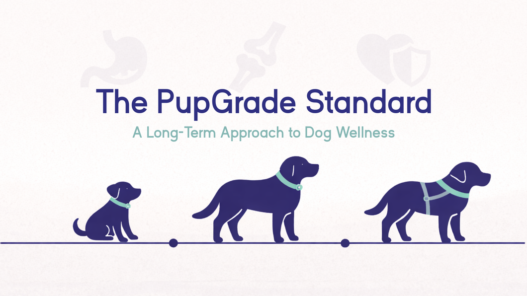 The PupGrade Standard: A Long-Term Approach to Dog Wellness