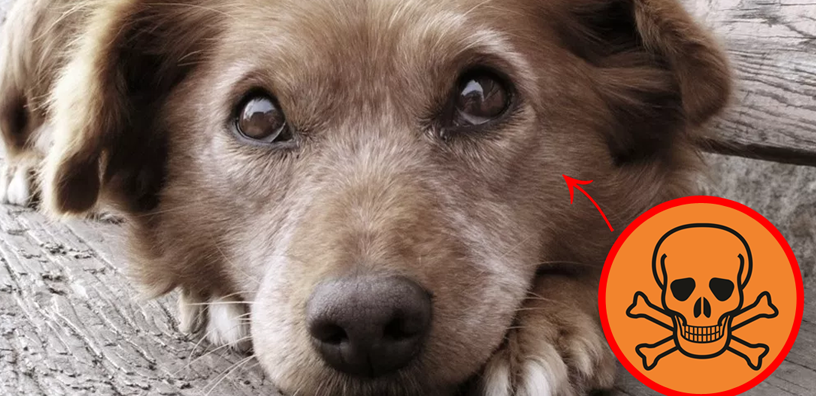 One Thing that can Rob you of Precious time with your Senior dog!