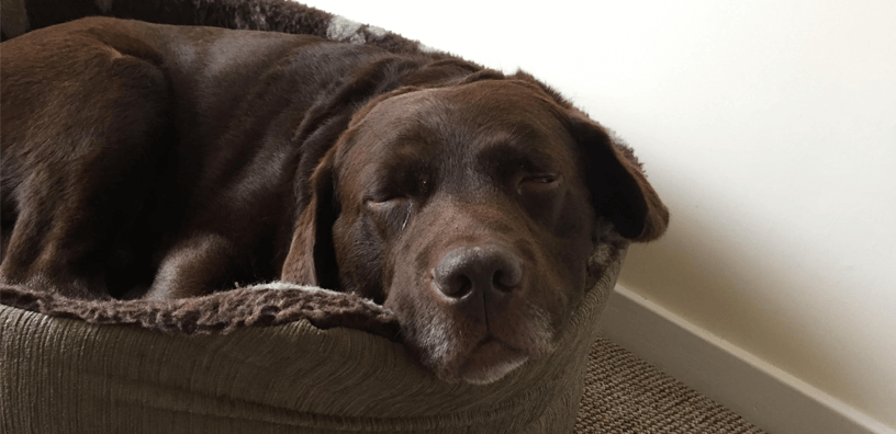 ¡El extraño que le dio una nueva vida a mi perro!