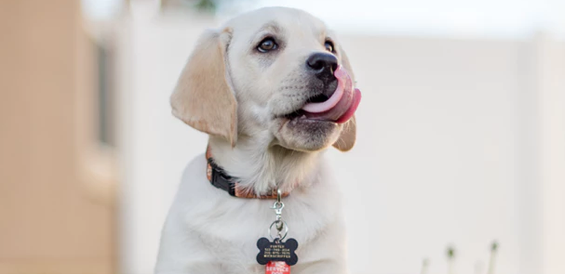 Lista de verificación para nuevos dueños de perros