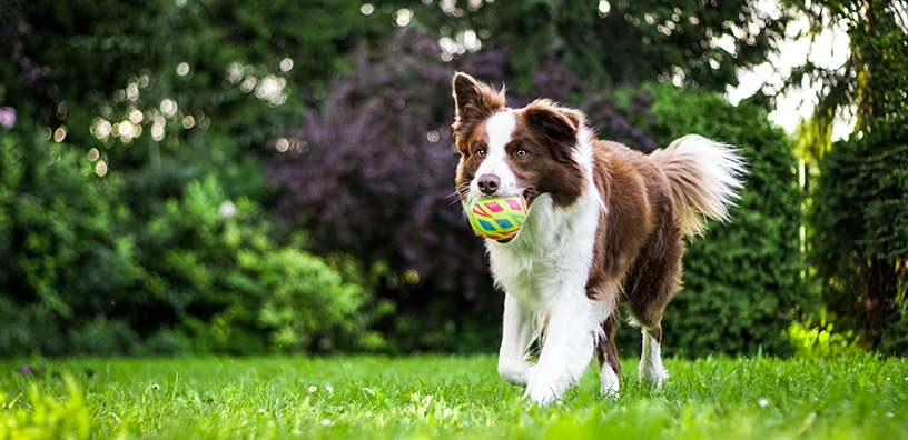 Daily Exercise for Every Breed Type