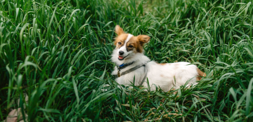 Why Your Dog is Eating Grass