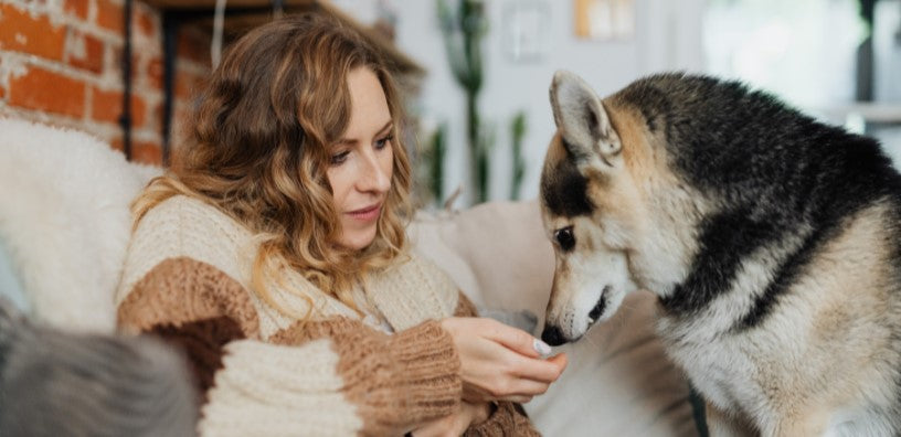 Beneficios de los prebióticos, probióticos y postbióticos para perros